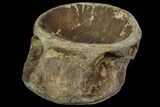 Cretaceous Fossil Fish (Xiphactinus) Vertebra - Kansas #113026-1